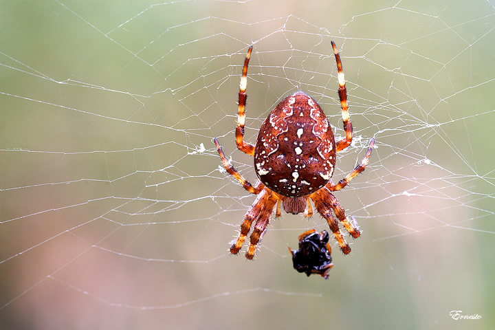 Araneus sp.
